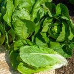 Potagères - Laitue Romaine Blonde Maraîchère - face recto